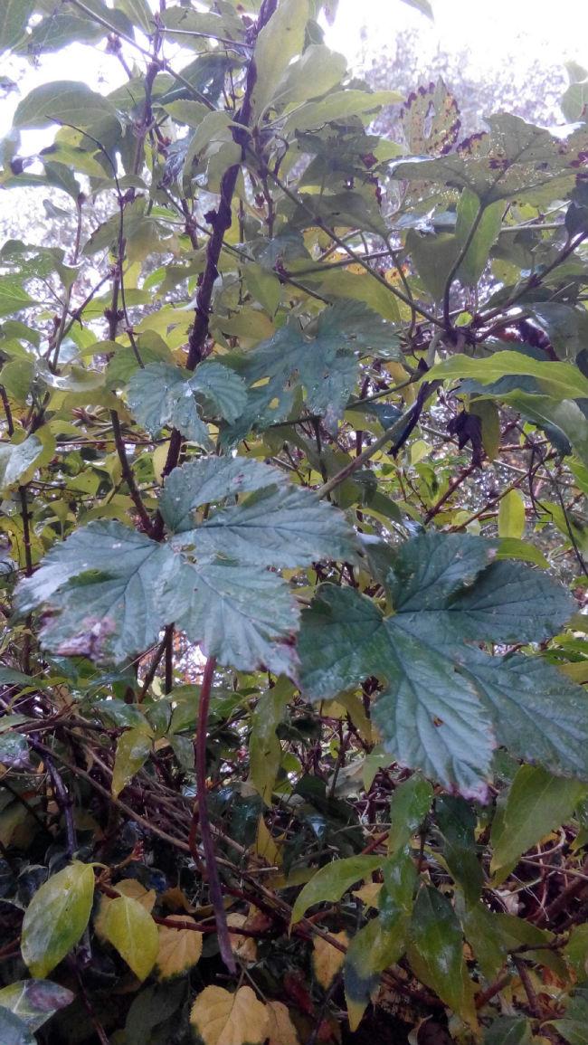 PHOTO2016111313104337801479115334.jpg