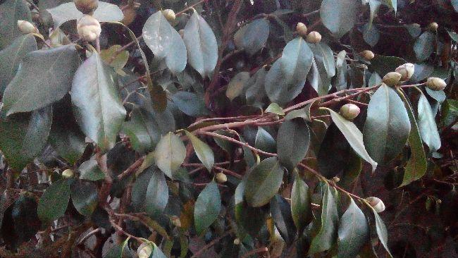 PHOTO2017032519080248521490470123.jpg