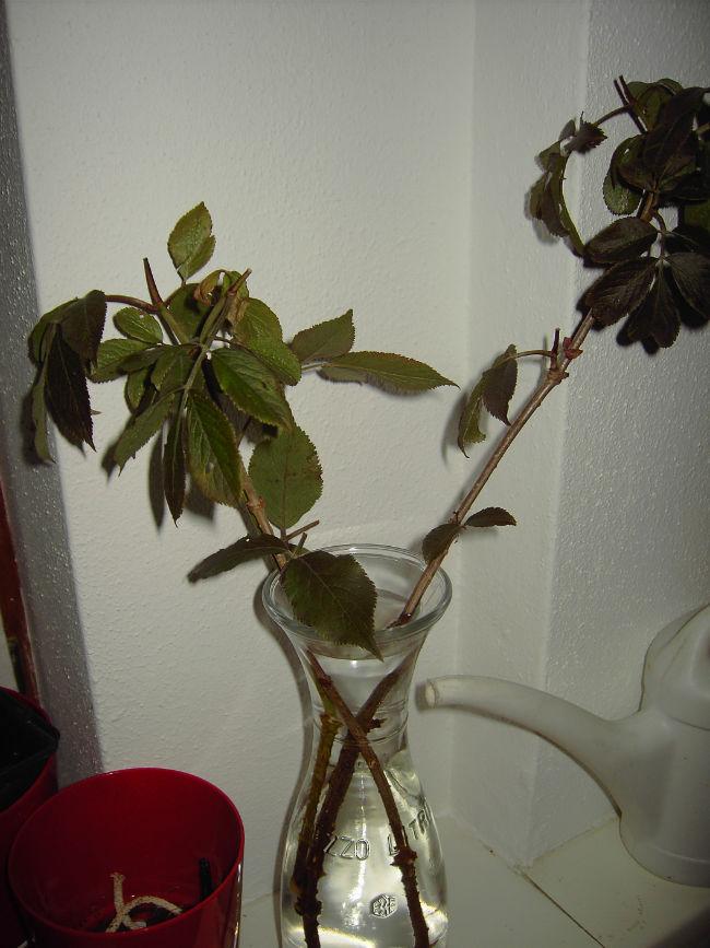 PICT774628131402613850.jpg