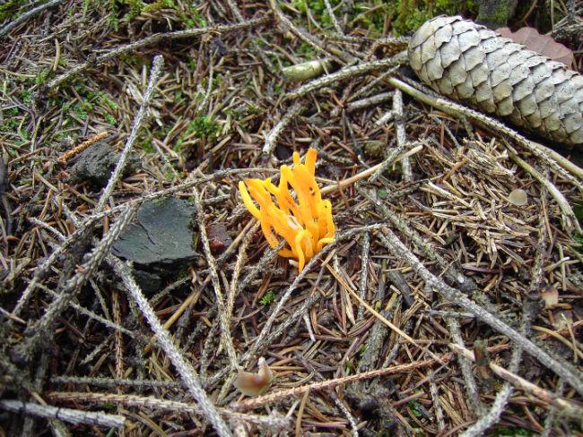 PICT9320-Het-Kleverig-koraalzwammetje-Calocera-viscosa44271416837895.JPG