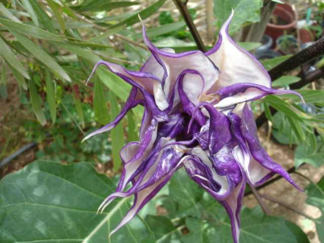 PaarseDatura0615541412844257.jpg
