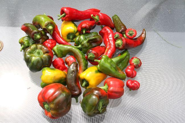 Paprika-06081931471565115293.jpg