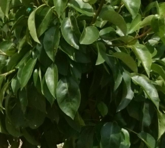 Peer050656481496869964.jpg