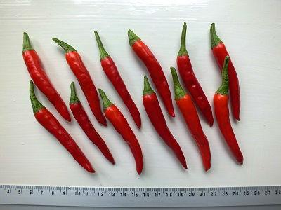 Peper-Korean-Maraca32641392635935.jpg
