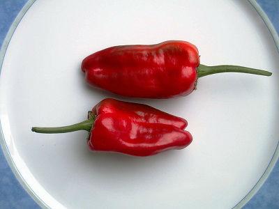 Peper-Pimiento-de-Padron77301392636072.jpg