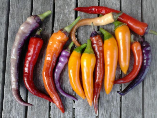Pepers33041501524661.jpg