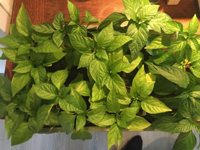 Pepper-190325541489941428.jpg