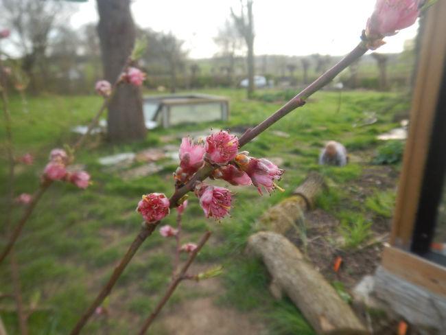 Perzikbloemen-klein58711490808372.JPG