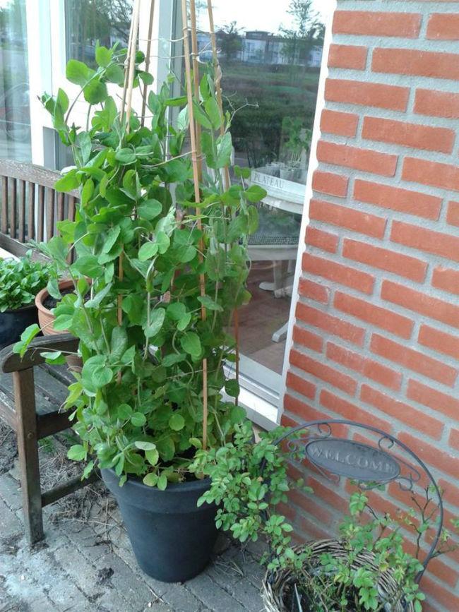 Peulen60861398343072.jpg