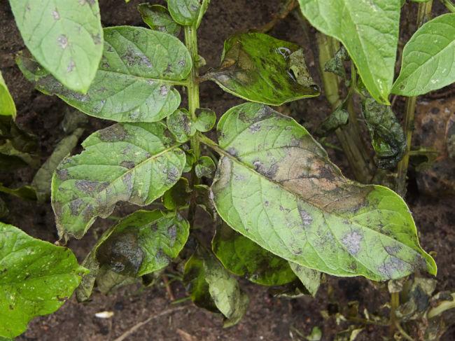 Phytophthora114601465887832.jpg