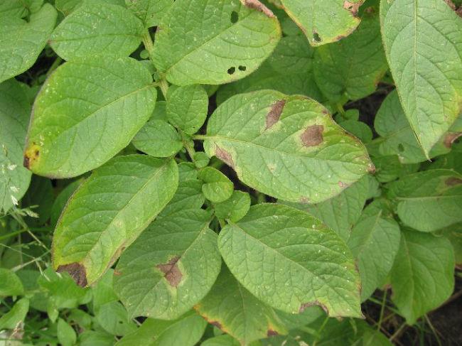 Phytophthora259201465887835.jpg