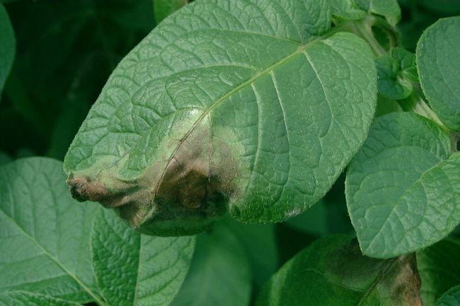 Phytophthora367851465887838.jpg