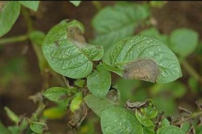 Phytophthora432971465887842.jpg