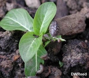 PillBugVinca-300x26296471496230435.jpg