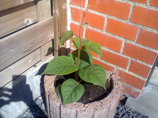 Plant-mystery-119421495788246.jpg