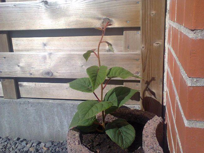 Plant-mystery-276121495788246.jpg