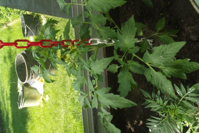 Plant388121495789648.JPG