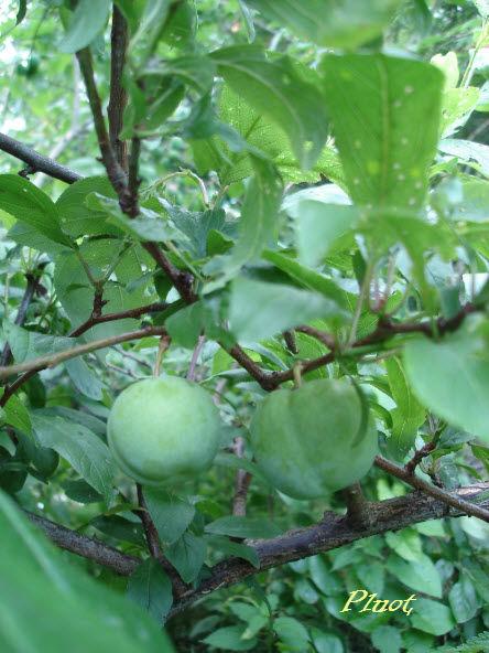 Pluot53891402561707.jpg