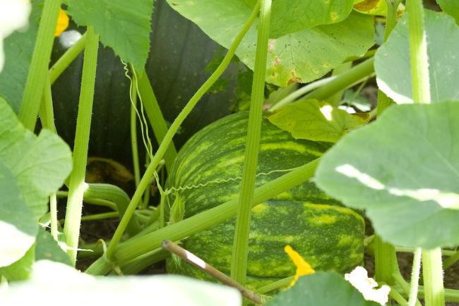 Pompoen-Vert-dEspagne-165841407089992.jpg