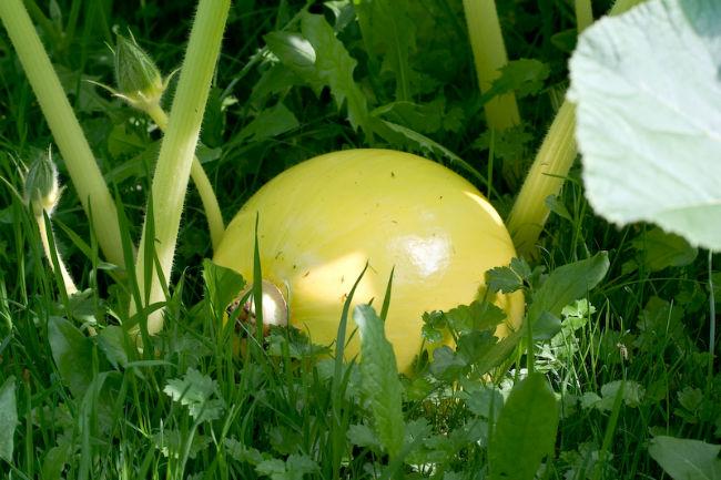 Pompoen-Wyatts-Wonder70871407089995.jpg