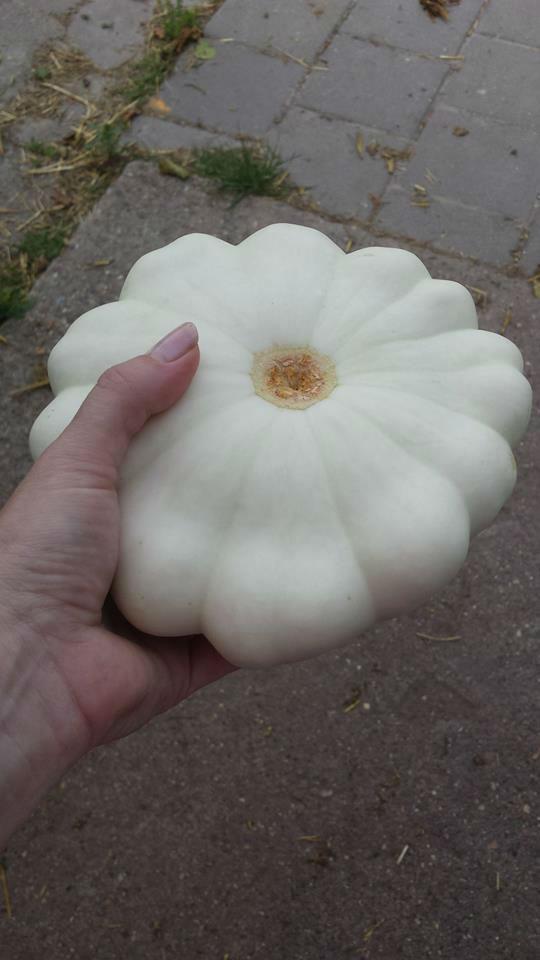 Pompoen1155861439387493.jpg