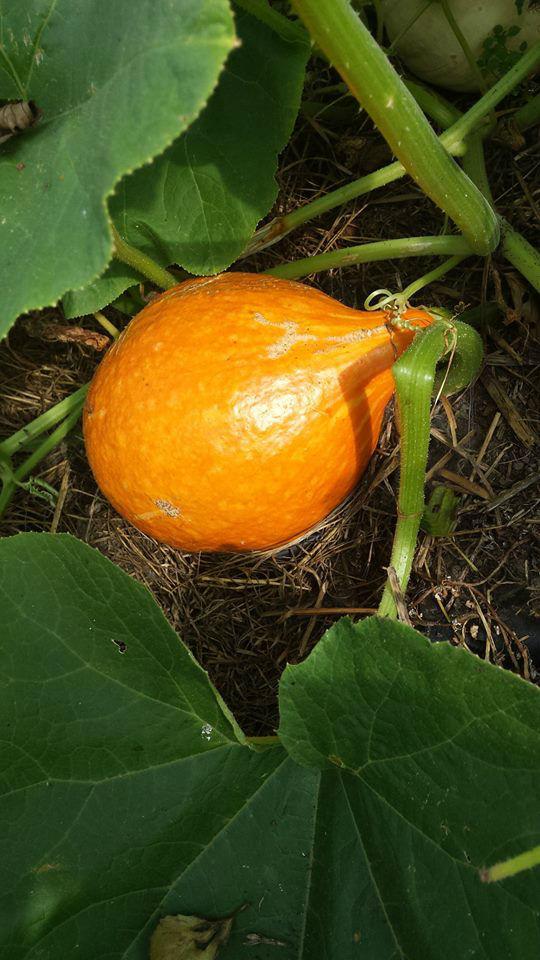 Pompoen661151439387482.jpg