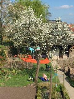 Pruimenboom40491493125509.jpg
