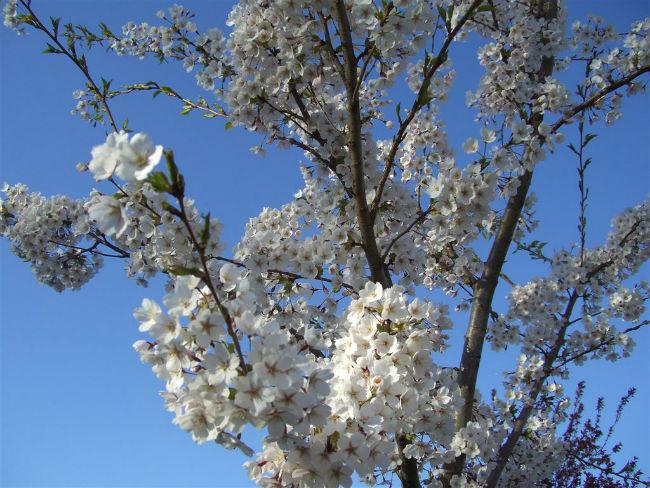 Prunus-yedoensis91711395955977.jpg