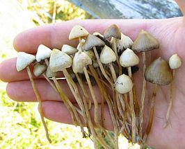 Psilocybe-semilanceata94221442871589.jpg