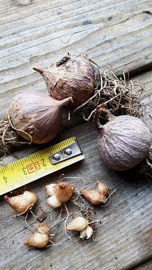 Pskembulbines81121576953693.jpg