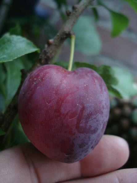 Ruby38711404503842.jpg