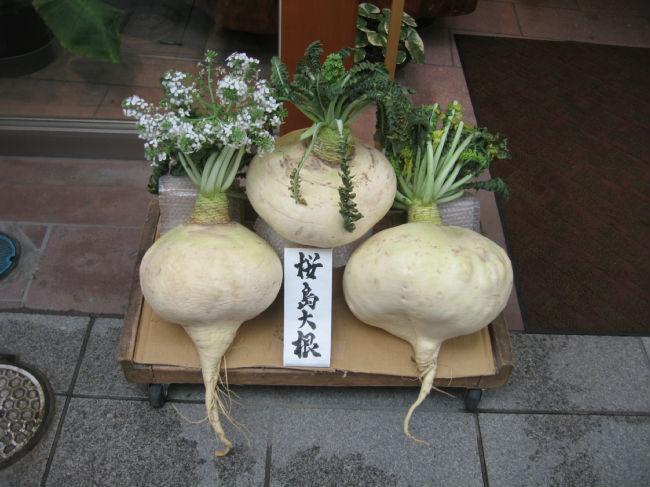 Sakurajimadaikon16721382450332.jpg
