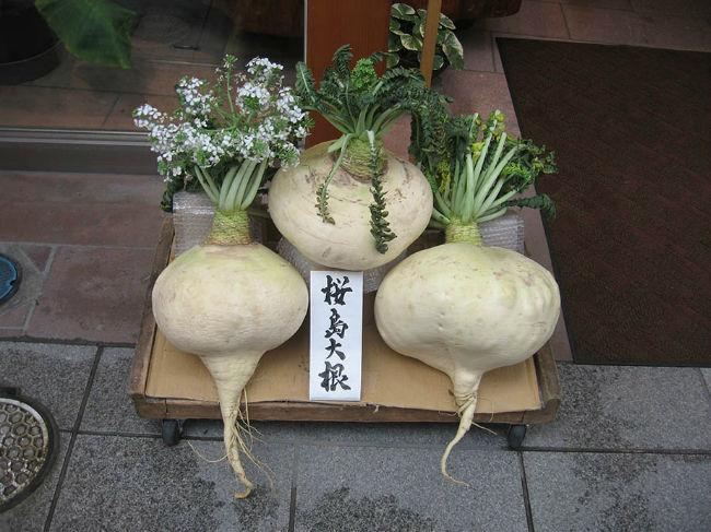 Sakurajimadaikon91571446842834.jpg