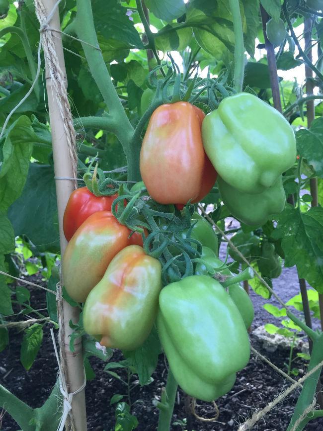 SanMarzano-origineel23661439360067.jpg