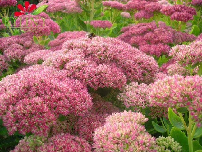 Sedum-Brillant20491433441460.jpg