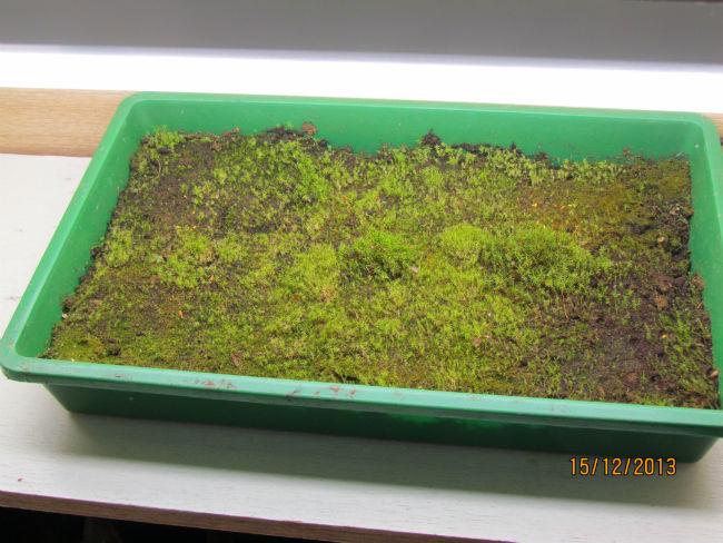 Sphagnum174081387135365.JPG