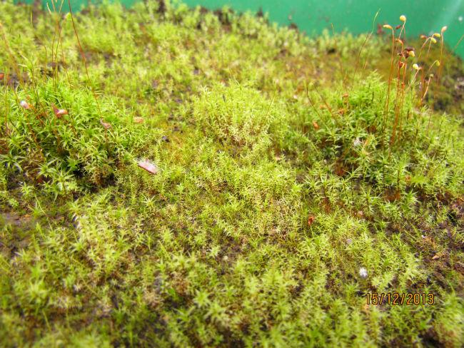 Sphagnum241511387135367.JPG