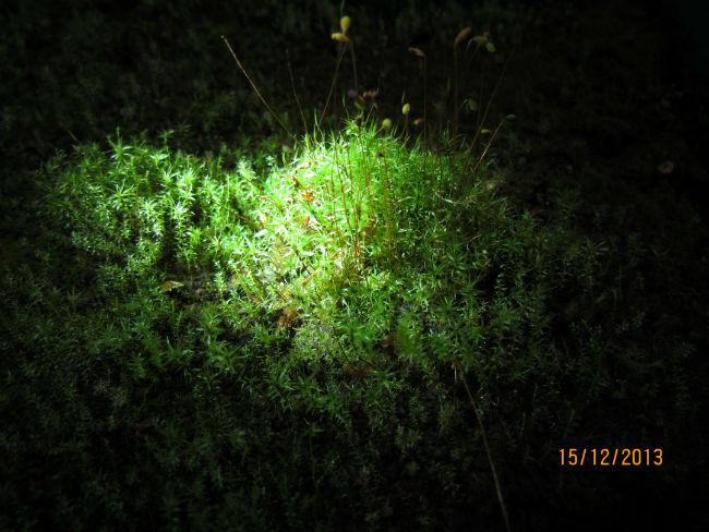 Sphagnum390261387135368.JPG