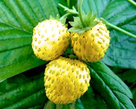 Strawberry-yellow90921433316198.png