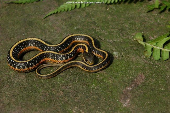 Thamnophis-elegans-terrestris-0466861419238894.jpg