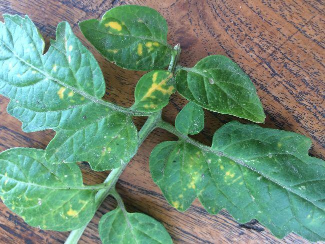 Tomaten---bladaandoening-131801559648145.JPG