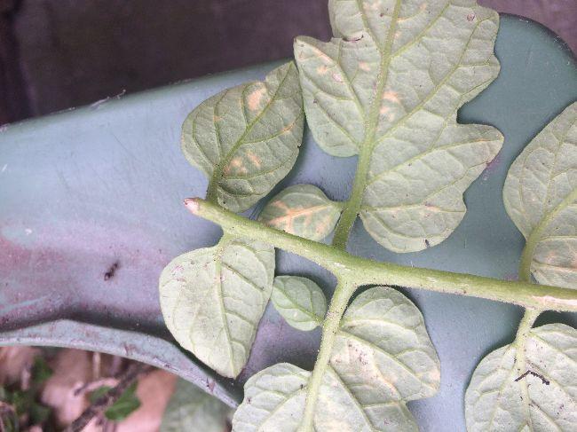 Tomaten---bladvlekken-395711559666075.JPG