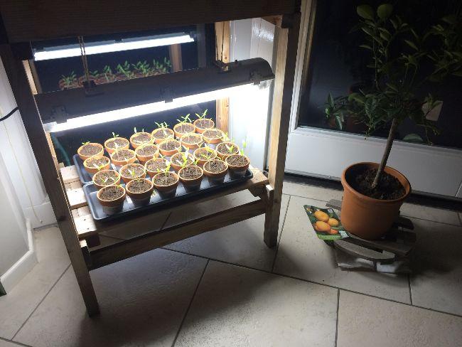 Tomaten---groeilamp-184071552753669.JPG