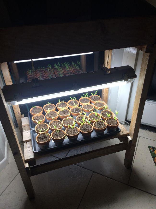 Tomaten---groeilamp-236071552753675.JPG