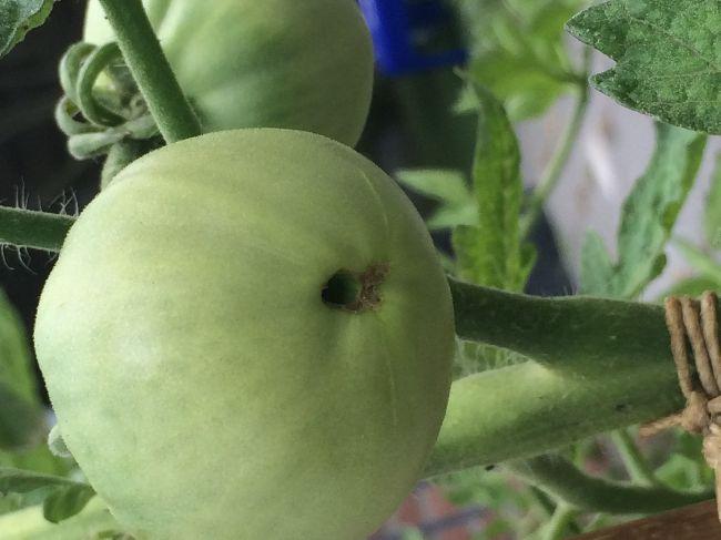 Tomaten---neusrot-of-phytophora-30-6-2019-294891561888793.JPG