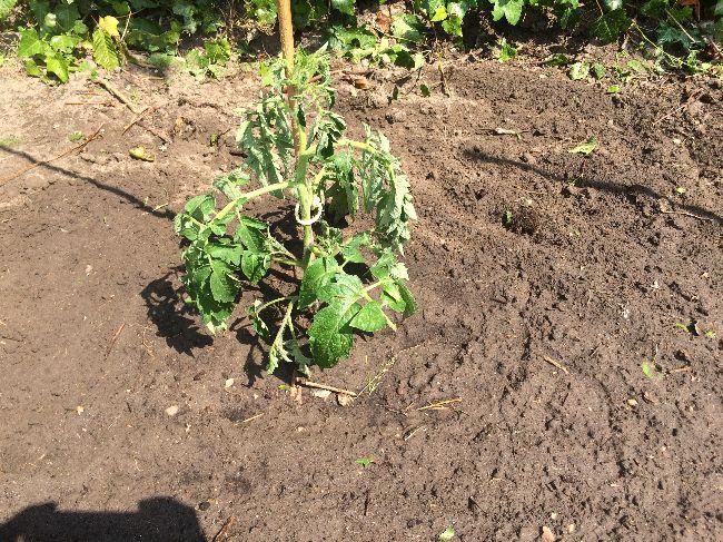 Tomaten---transplantieshock-41211558182431.JPG
