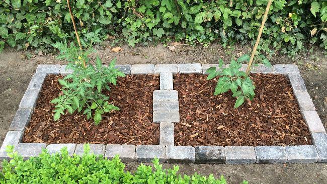 Tomaten---tuinperk51141559571551.JPG