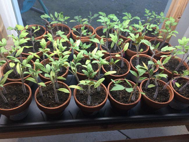 Tomaten-week-4---215631554052460.JPG