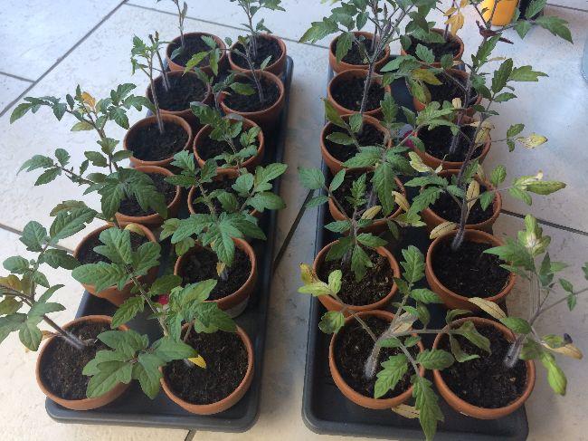 Tomaten-week-7---154511555694062.JPG