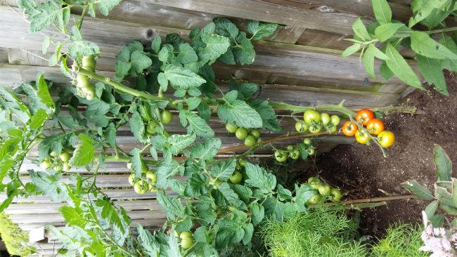 Tomaten-zomer-2016-133871472460044.jpg